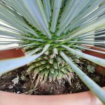 Juka rostrata (Yucca rostrata) 100cm