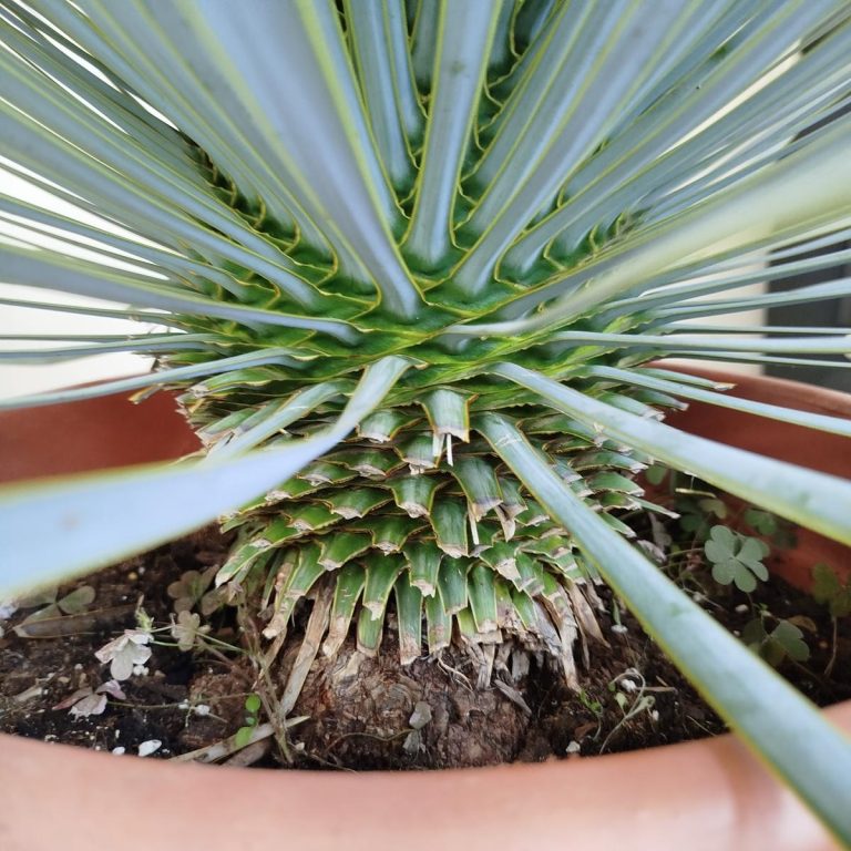 Juka rostrata (Yucca rostrata) 100cm