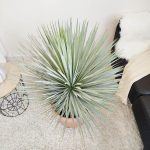 Juka rostrata (Yucca rostrata) 100cm