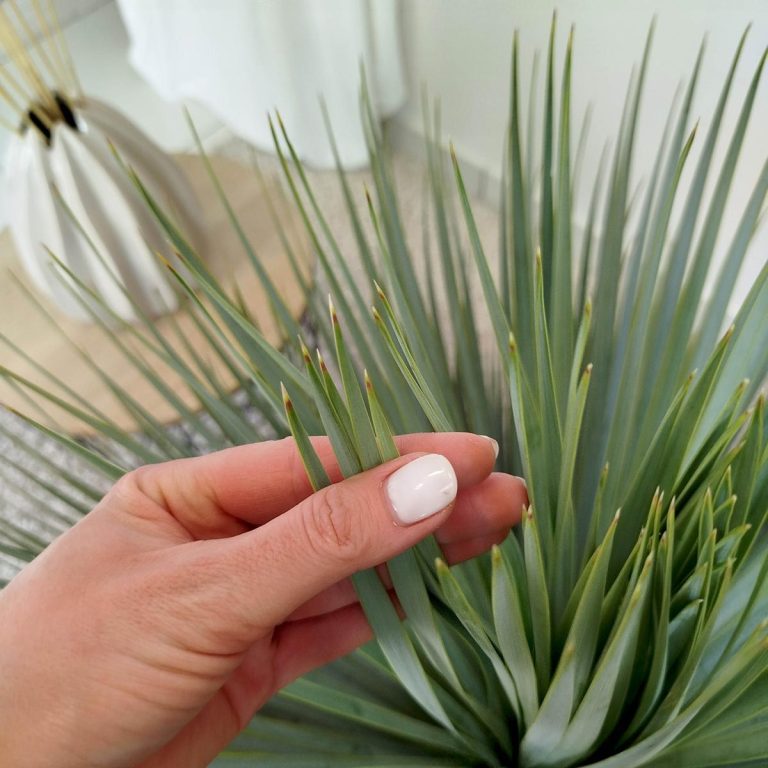 Juka rostrata (Yucca rostrata) 100cm