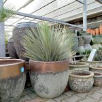 Juka rostrata (Yucca rostrata) 100cm