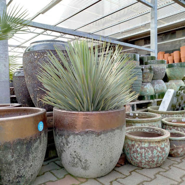 Juka rostrata (Yucca rostrata) 100cm