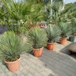 Juka rostrata (Yucca rostrata) 100cm