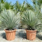 Juka rostrata (Yucca rostrata) 100cm