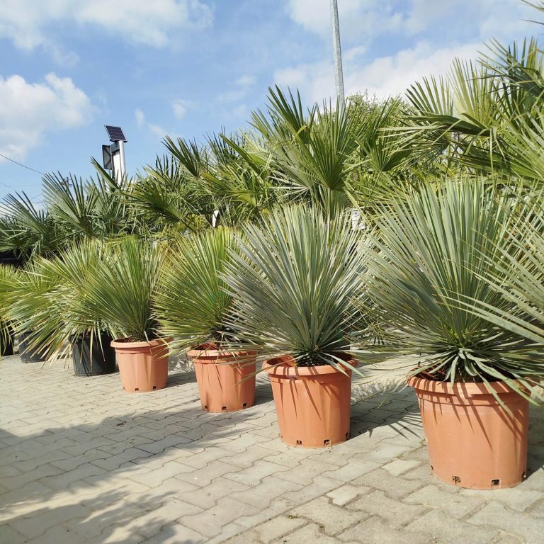 Juka rostrata (Yucca rostrata) 100cm