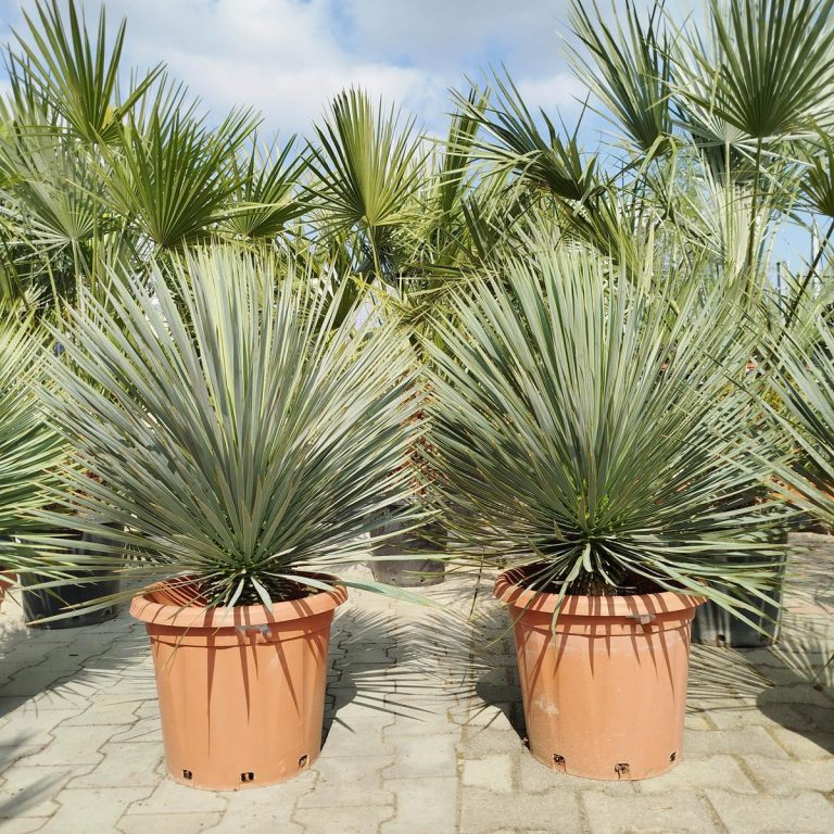 Juka rostrata (Yucca rostrata) 100cm