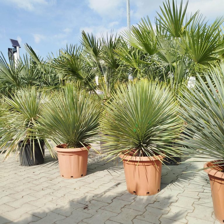 Juka rostrata (Yucca rostrata) 100cm