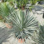 Juka rostrata (Yucca rostrata) 100cm