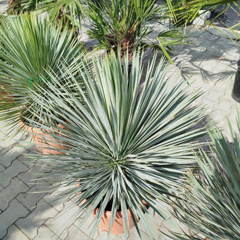Juka rostrata (Yucca rostrata) 100cm