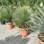 Juka rostrata (Yucca rostrata) 100cm