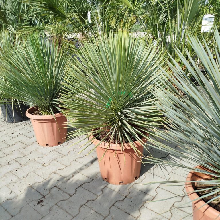 Juka rostrata (Yucca rostrata) 100cm