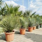 Juka rostrata (Yucca rostrata) 100cm