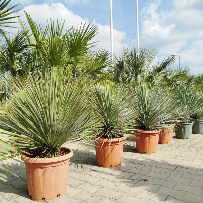 Juka rostrata (Yucca rostrata) 100cm