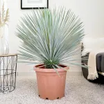 Juka rostrata (Yucca rostrata) 100cm