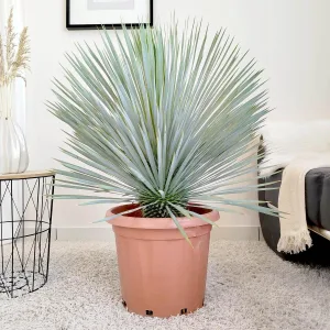 Juka rostrata (Yucca rostrata) 100cm