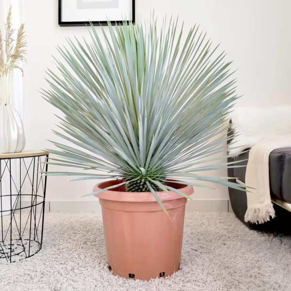 Juka rostrata (Yucca rostrata) 90-100cm