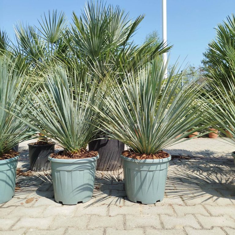 Juka rostrata (Yucca rostrata) 95cm
