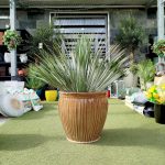 Juka rostrata (Yucca rostrata) 95cm