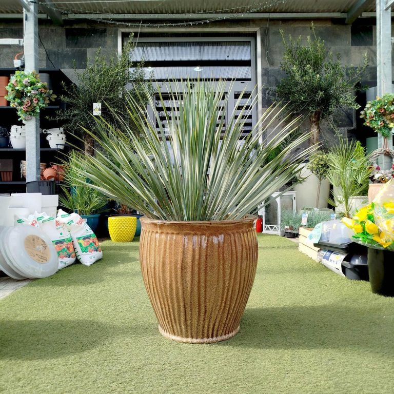 Juka rostrata (Yucca rostrata) 95cm