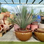 Juka rostrata (Yucca rostrata) 95cm