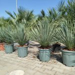 Juka rostrata (Yucca rostrata) 95cm