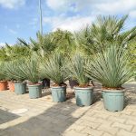 Juka rostrata (Yucca rostrata) 95cm