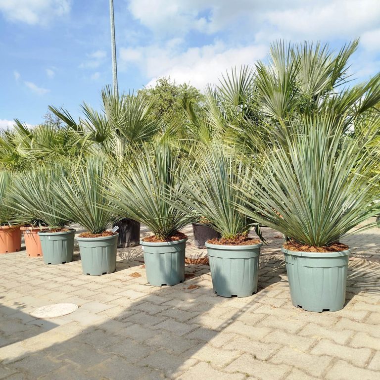 Juka rostrata (Yucca rostrata) 95cm