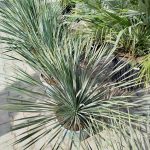 Juka rostrata (Yucca rostrata) 95cm