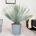 Juka rostrata (Yucca rostrata) 95cm