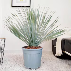 Juka rostrata (Yucca rostrata) 90-100cm