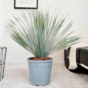 Juka rostrata (Yucca rostrata) 95cm