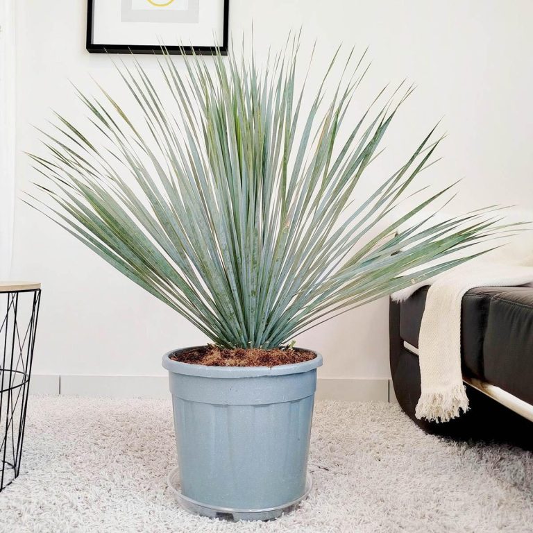 Juka rostrata (Yucca rostrata) 95cm