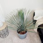 Juka rostrata (Yucca rostrata) 95cm