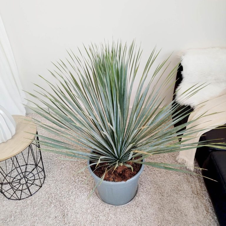 Juka rostrata (Yucca rostrata) 95cm