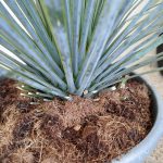 Juka rostrata (Yucca rostrata) 95cm