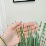 Juka rostrata (Yucca rostrata) 95cm