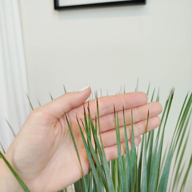 Juka rostrata (Yucca rostrata) 95cm