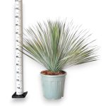 Juka rostrata (Yucca rostrata) 95cm