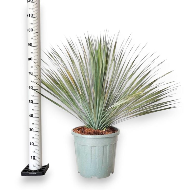 Juka rostrata (Yucca rostrata) 95cm