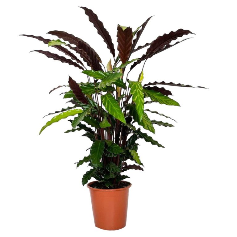 Kalatea falistolistna (Calathea rufibarba) 80cm