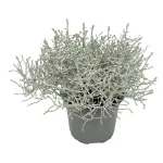 Srebrzyk, Mrozek Kalocefalus (Calocephalus) 20cm