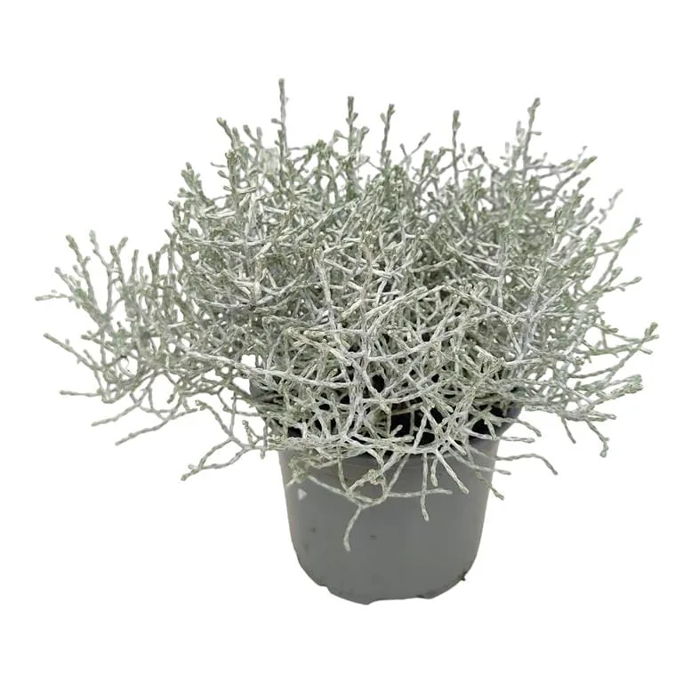 Srebrzyk, Mrozek Kalocefalus (Calocephalus) 20cm