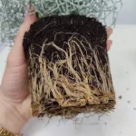 Srebrzyk, Mrozek Kalocefalus (Calocephalus) 20cm