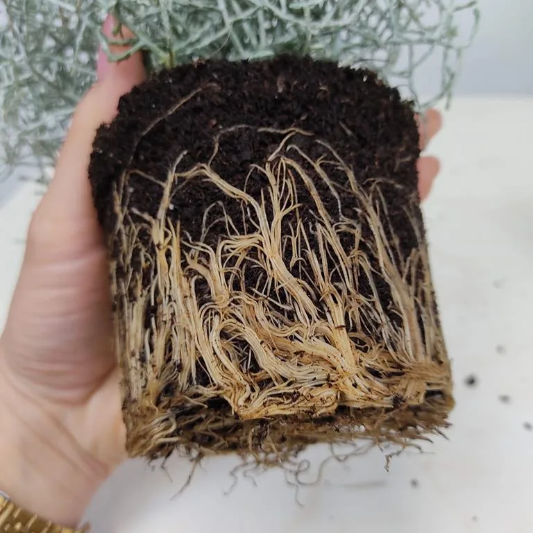 Srebrzyk, Mrozek Kalocefalus (Calocephalus) 20cm