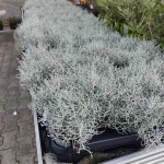 Srebrzyk, Mrozek Kalocefalus (Calocephalus) 20cm