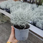 Srebrzyk, Mrozek Kalocefalus (Calocephalus) 20cm