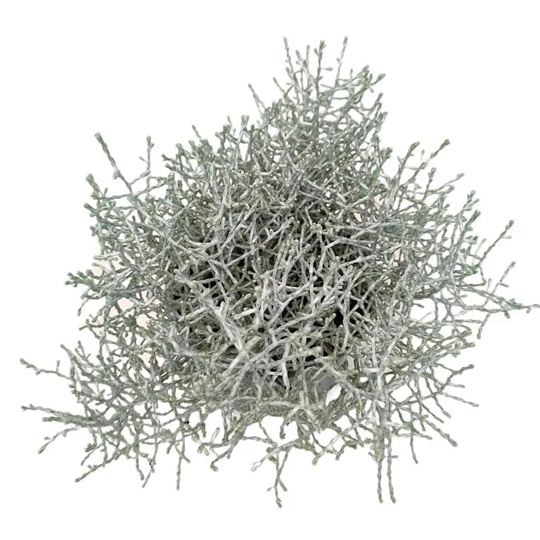 Srebrzyk, Mrozek Kalocefalus (Calocephalus) 20cm