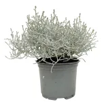 Srebrzyk, Mrozek Kalocefalus (Calocephalus) 20cm