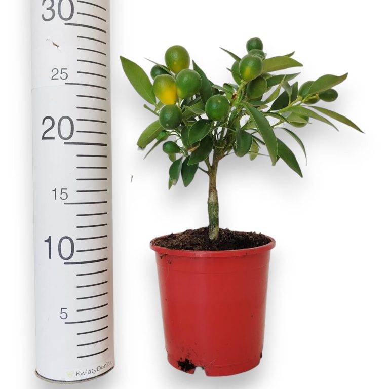 Kalamondyna - Drzewko cytrusowe (Citrofortunella microcarpa) 30cm