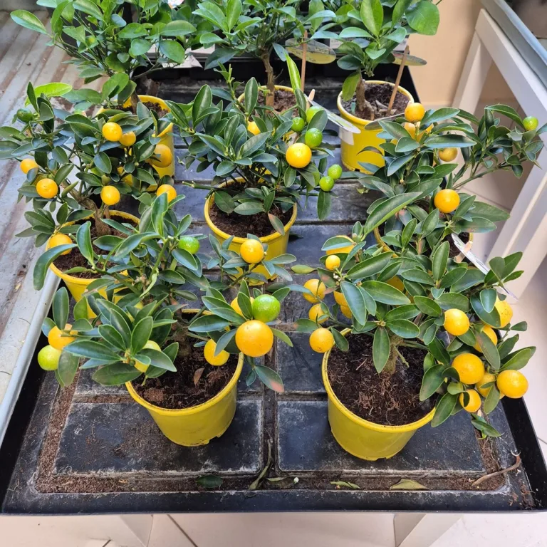 Kalamondyna - Drzewko cytrusowe (Citrofortunella microcarpa) 30cm